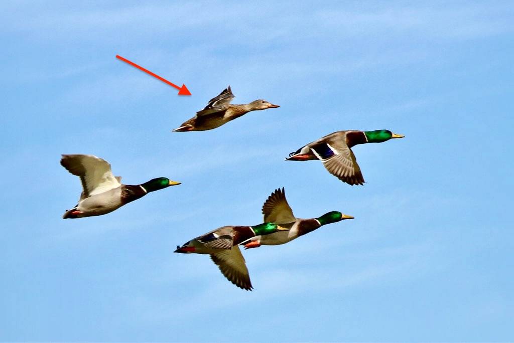 Mallard Flight by TexasEagle is licensed under CC BY-NC 2.0